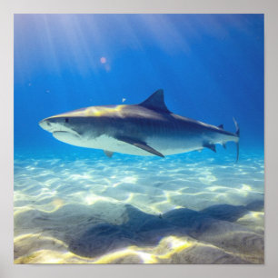 Shark Swimming Blue Ocean Water Poster