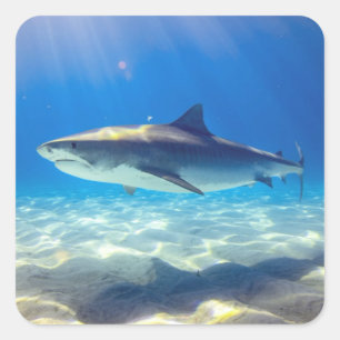 Shark Swimming Blue Ocean Water Square Sticker