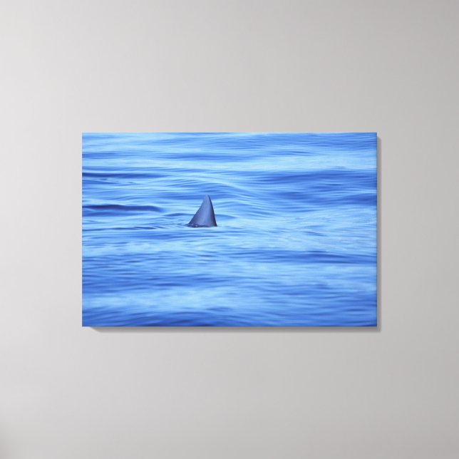 Shark swimming in ocean water canvas print (Front)