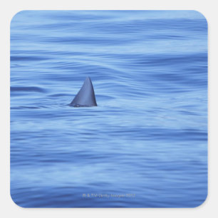 Shark swimming in ocean water square sticker