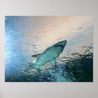 Shark swimming overhead in blue water poster