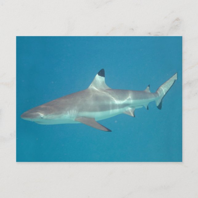 Shark swimming underwater postcard (Front)