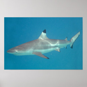 Shark swimming underwater poster