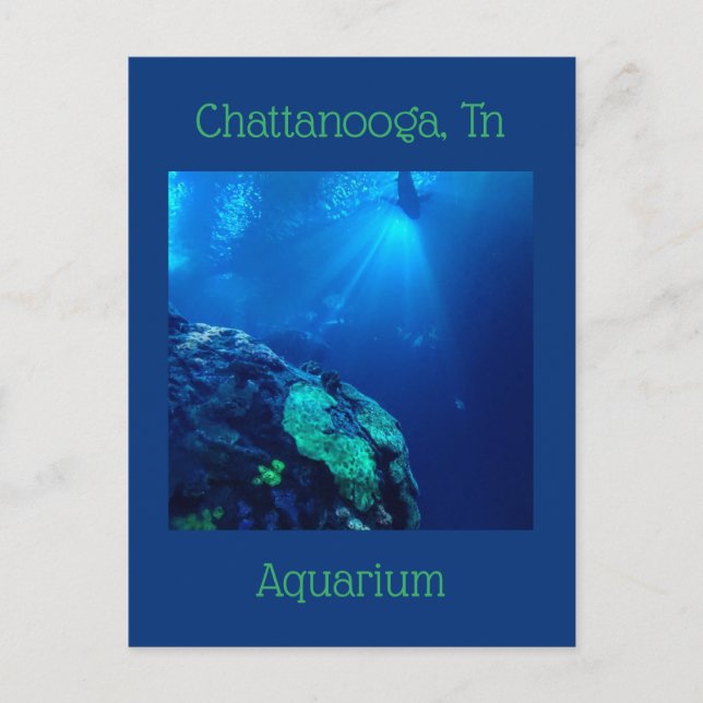 Shark Tank at Chattanooga Tennessee Postcard (Front)