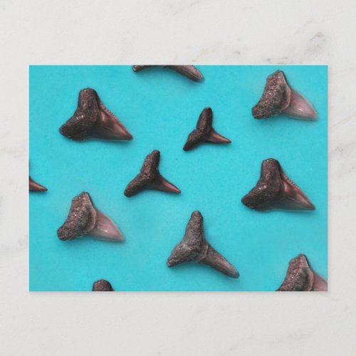 Shark Teeth Postcard