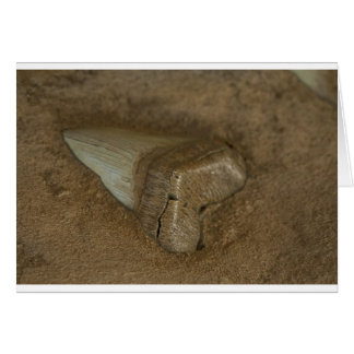 Shark Tooth Fossil Cards