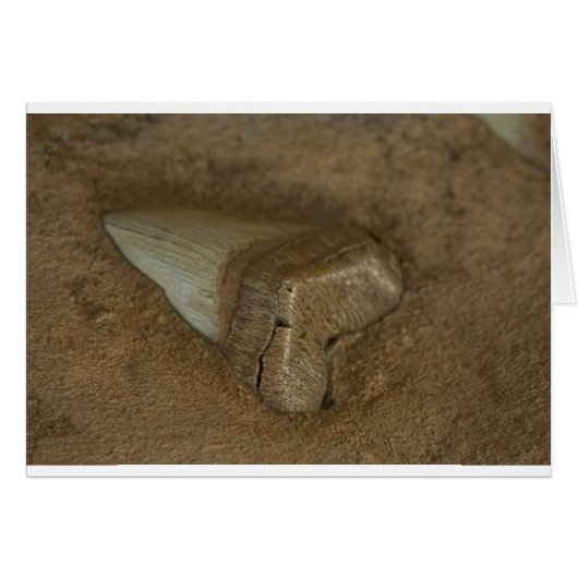 Shark Tooth Fossil Cards (Front Horizontal)