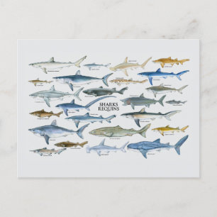 Shark types chart holiday postcard