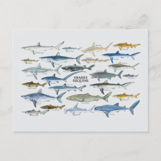 Shark types chart holiday postcard