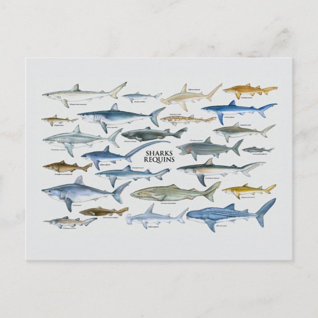 Shark types chart holiday postcard (Front)