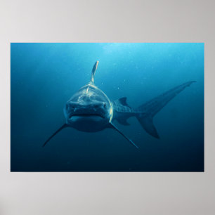 Shark under water poster