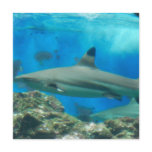 Shark with Reef Invitations