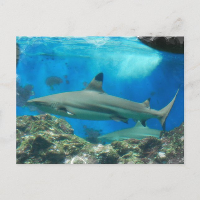 Shark with Reef Postcard (Front)