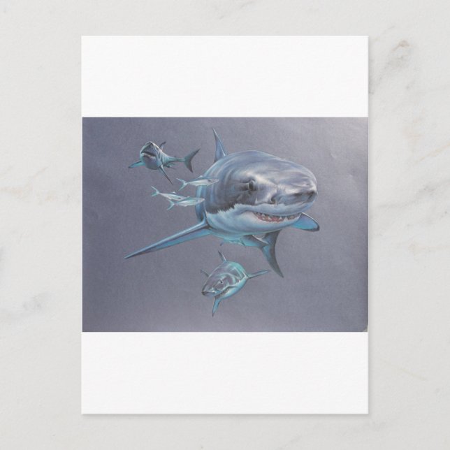 Sharks at Bay Postcard (Front)