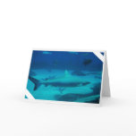Sharks Card