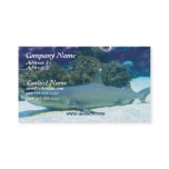 Sharks in Coral Reef Business Card