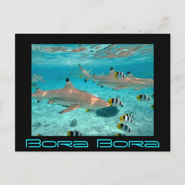 Sharks in the Bora Bora lagoon black postcard (Front)