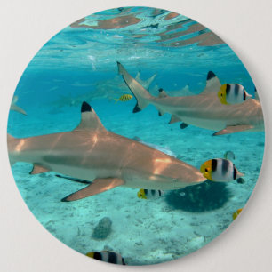 Sharks in the Bora Bora lagoon Button