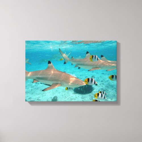 Sharks in the Bora Bora lagoon Canvas Print