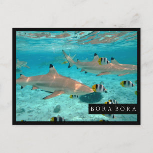 Sharks in the Bora Bora lagoon frame postcard