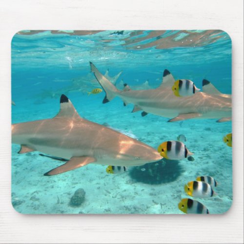 Sharks in the Bora Bora lagoon mousepad