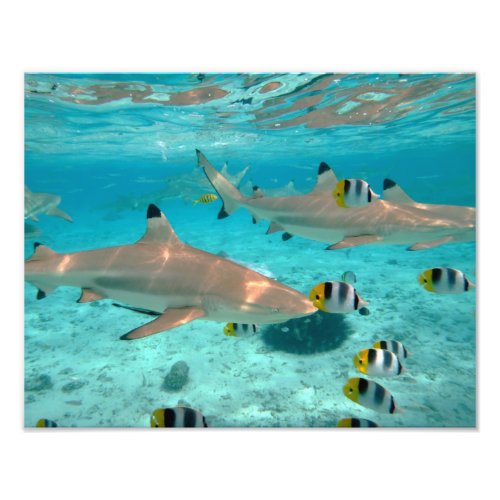 Sharks in the Bora Bora lagoon Photo Print