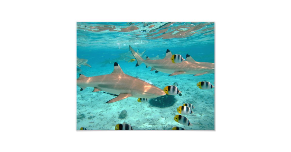 Sharks in the Bora Bora lagoon Photo Print | Zazzle.com