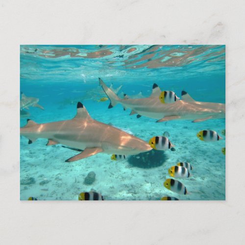 Sharks in the Bora Bora Lagoon postcard