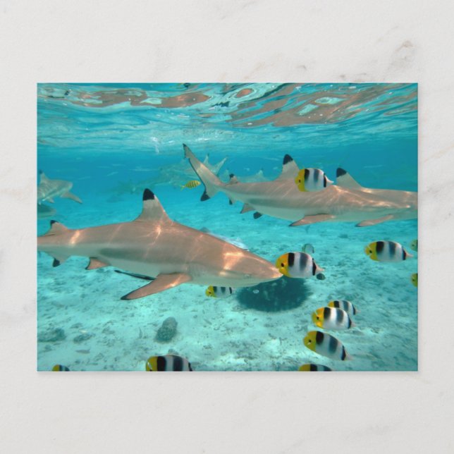 Sharks in the Bora Bora lagoon postcard (Front)