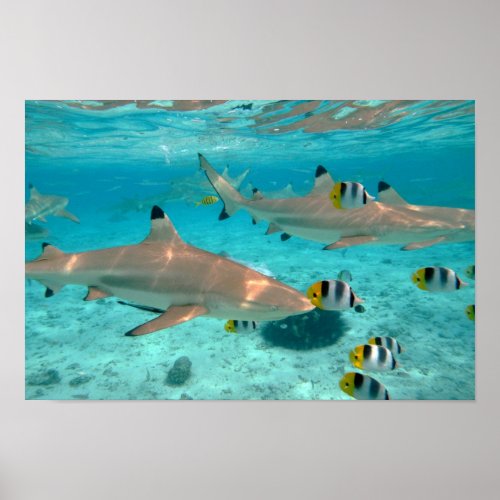 Sharks in the Bora Bora lagoon poster