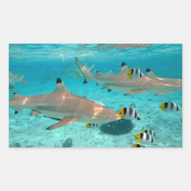 Sharks in the Bora Bora lagoon rectangular sticker (Front)