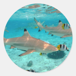 Sharks in the Bora Bora lagoon round sticker