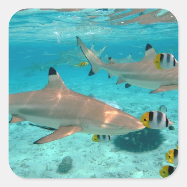 Sharks in the Bora Bora lagoon square sticker (Front)