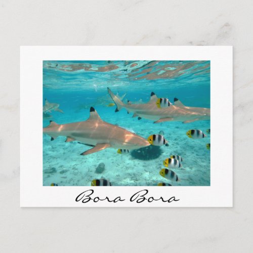 Sharks in the Bora Bora lagoon white text postcard