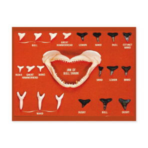 Sharks of Florida Postcard