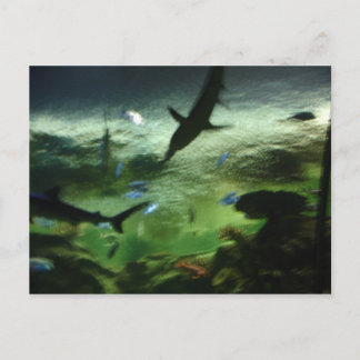 Sharks Postcard