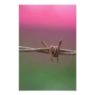 Sharp Colors. Photo Print