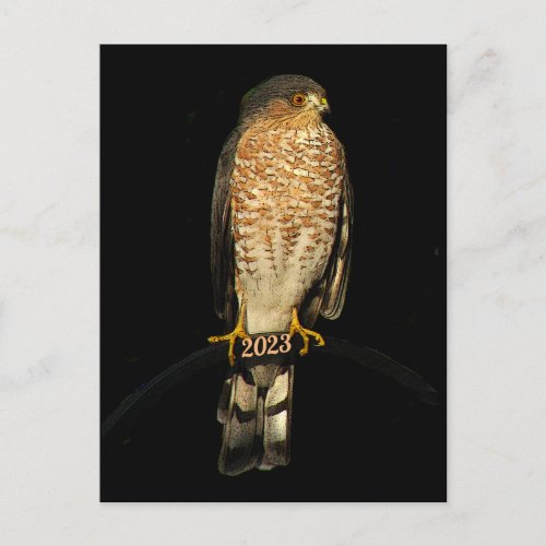 Sharp_shinned Hawk 2023 Calendar on Back Postcard