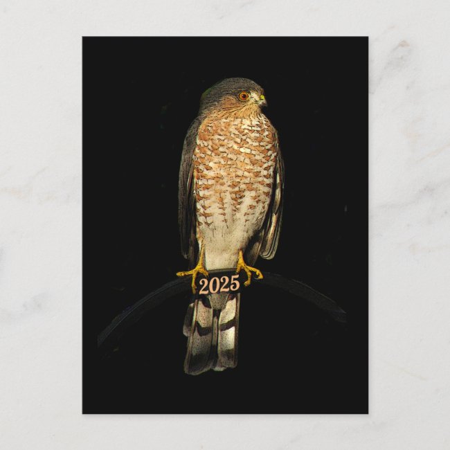 Sharp-shinned Hawk 2025 Calendar on Back Postcard