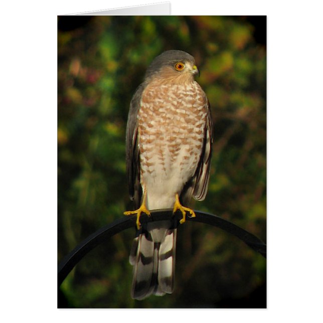 Sharp-shinned Hawk Blank Card (Front)