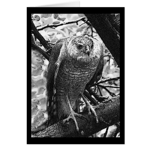 Sharp-Shinned Hawk Cards (Front)