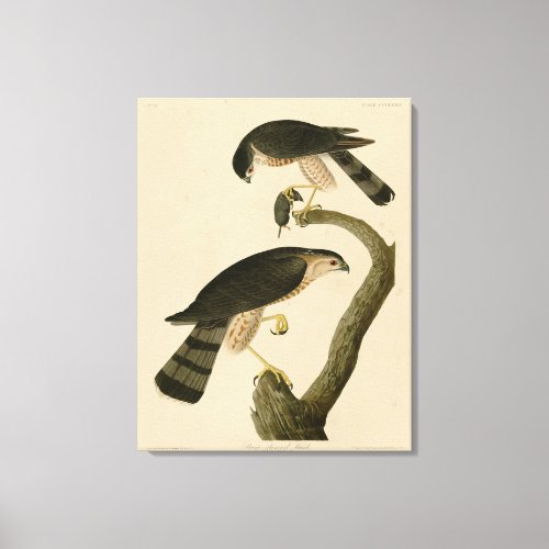 Sharp_shinned Hawk from Audubons Birds of America Canvas Print