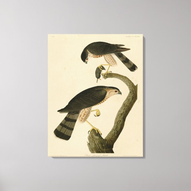 Sharp-shinned Hawk from Audubon's Birds of America Canvas Print (Front)