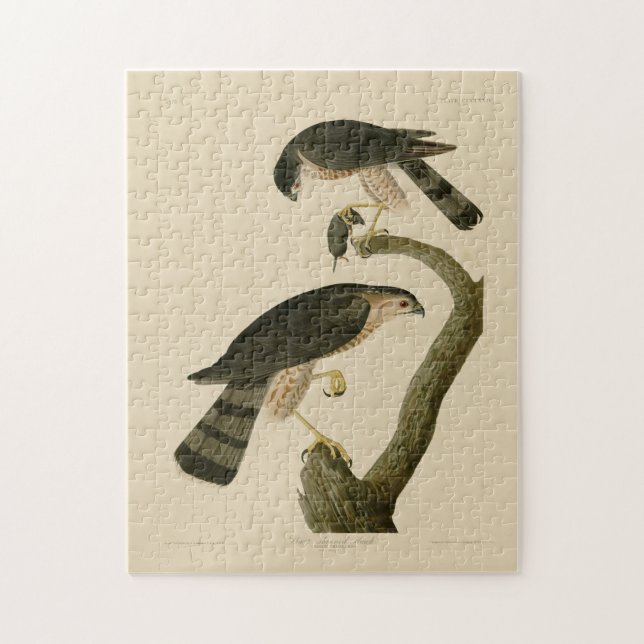 Sharp-shinned Hawk from Audubon's Birds of America Jigsaw Puzzle (Vertical)