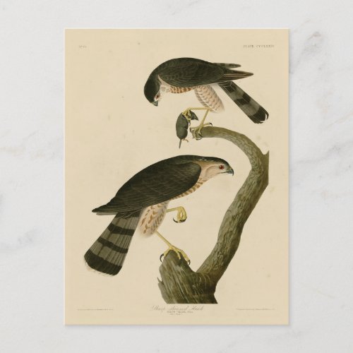 Sharp_shinned Hawk from Audubons Birds of America Postcard