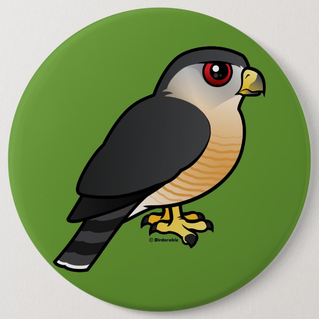 Sharp-shinned Hawk Pinback Button (Front)