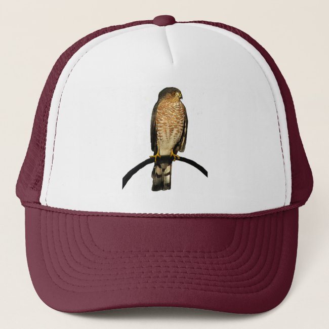 Sharp-Shinned Hawk