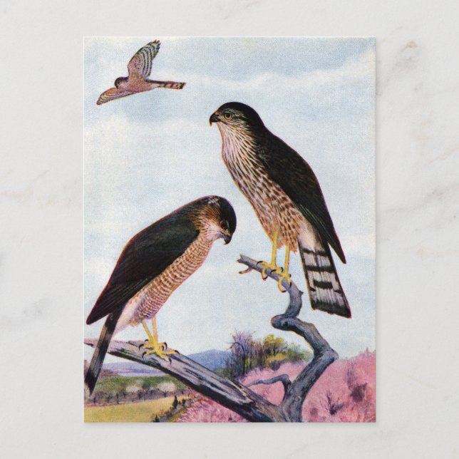 Sharp-shinned Hawks Postcard (Front)
