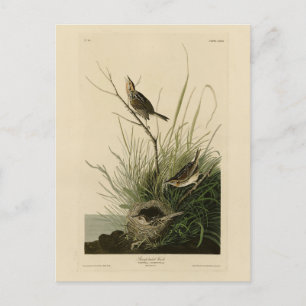 Sharp-tailed Finch from Audubon's Birds of America Postcard