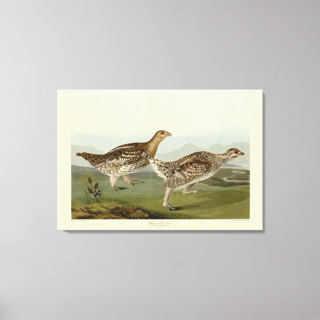 Sharp-tailed Grouse - Audubon's Birds of America Canvas Print (Front)